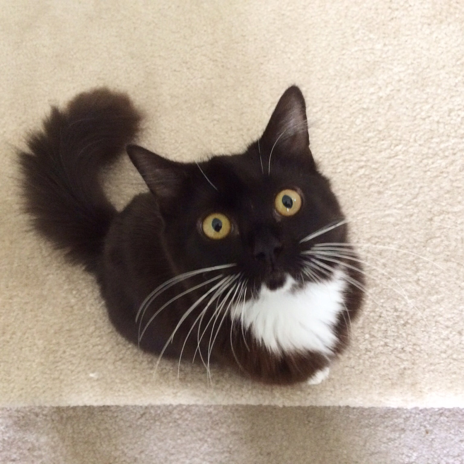 Big Paw Pet Care's Photo