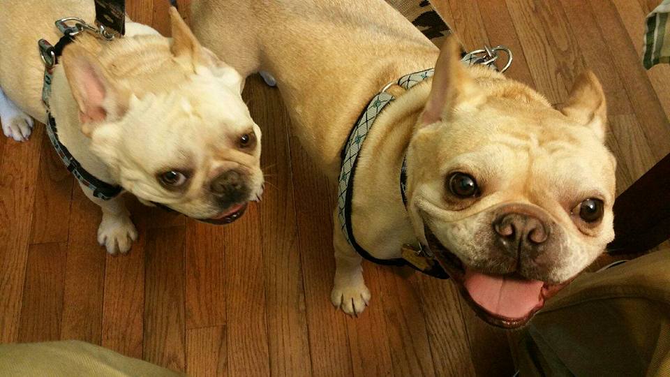 Petstigious Pets's Photo