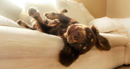 Loving Care Pets's Photo