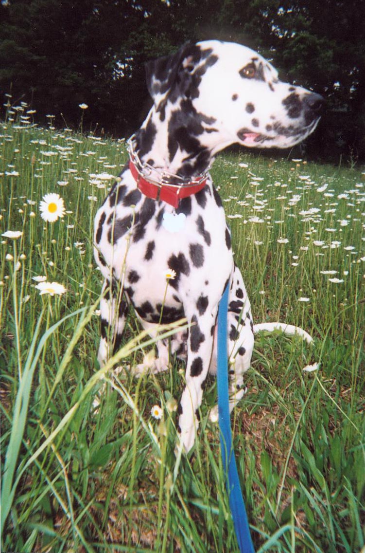 Barking All Of The Way's Photo