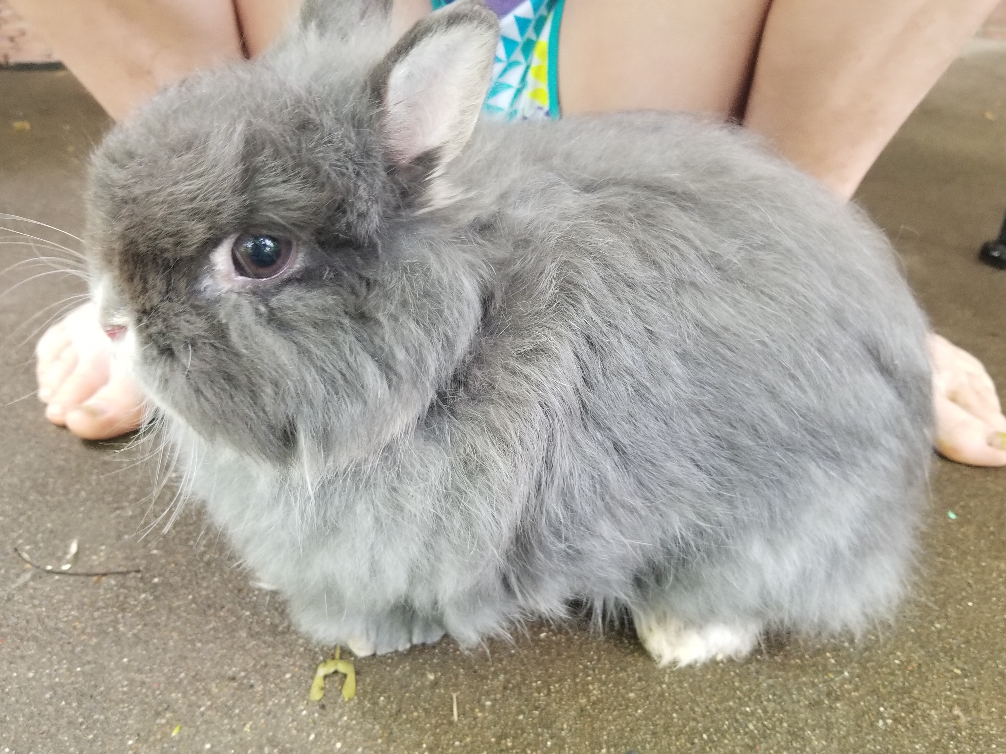 Lil lilahs pet care's Photo