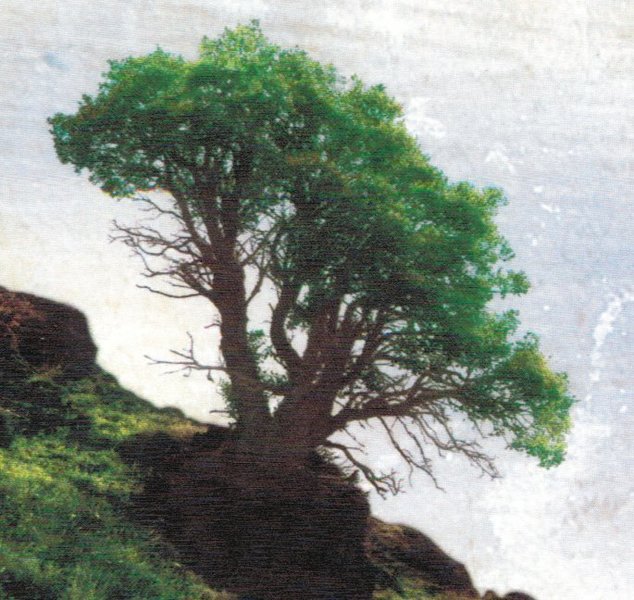 Cypress Independent Living Services's Photo