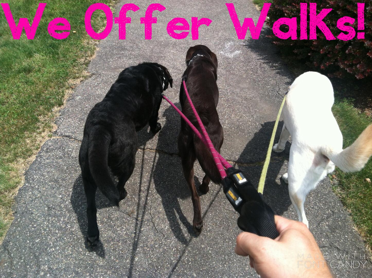 Furbabies Dog Walkers, Runners & Pet Sitters Dallas's Photo