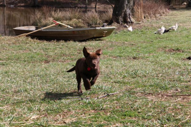 Farm Fun for Dogs Boarding's Photo