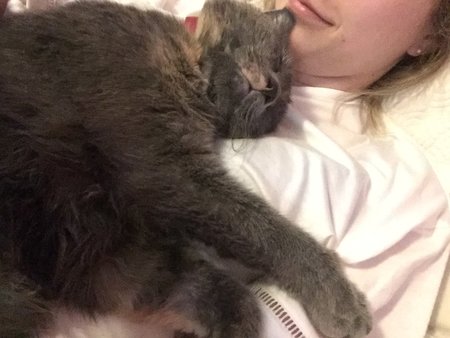 Sarah's Pet Care's Photo