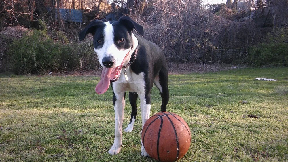 Royal Rover Pet Care's Photo