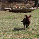 Farm Fun for Dogs Boarding