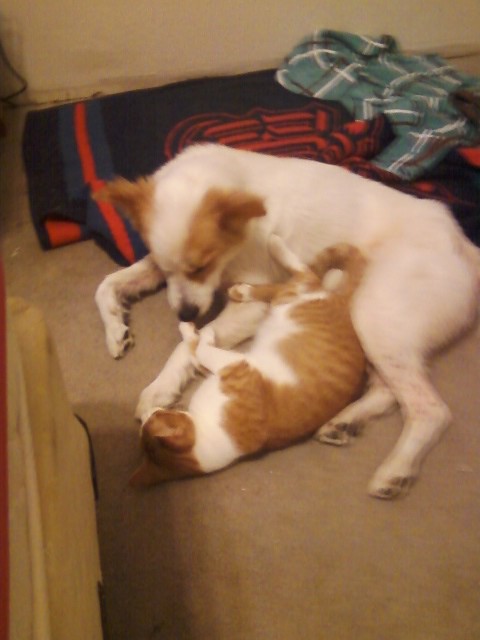 A "Great Pet Nanny"'s Photo