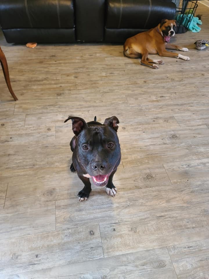 Home Away From Home Pet Boarding's Photo