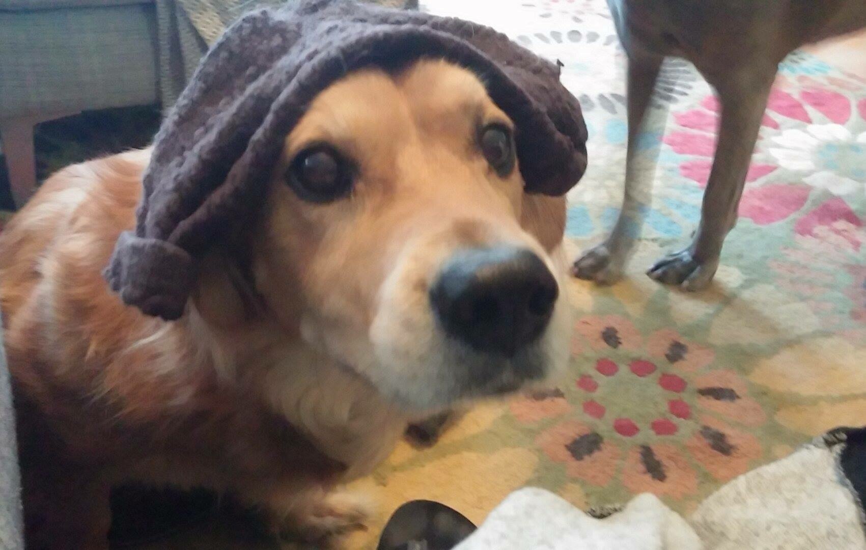 Bare Paws LLC's Photo