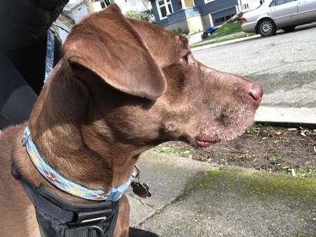 Top Dawg Seattle