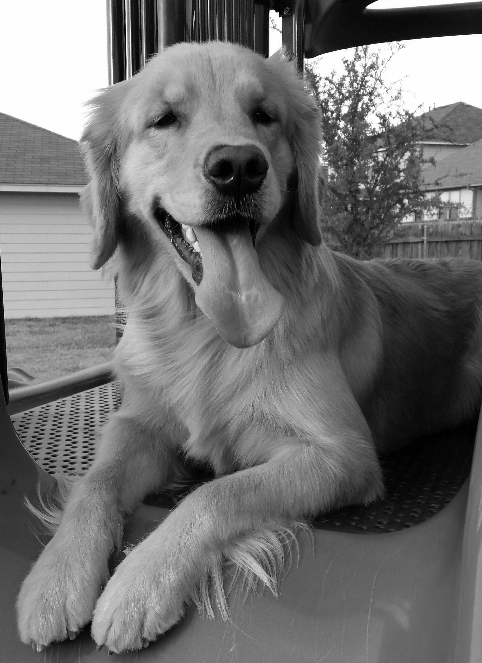 Brooke's Happy Tails's Photo