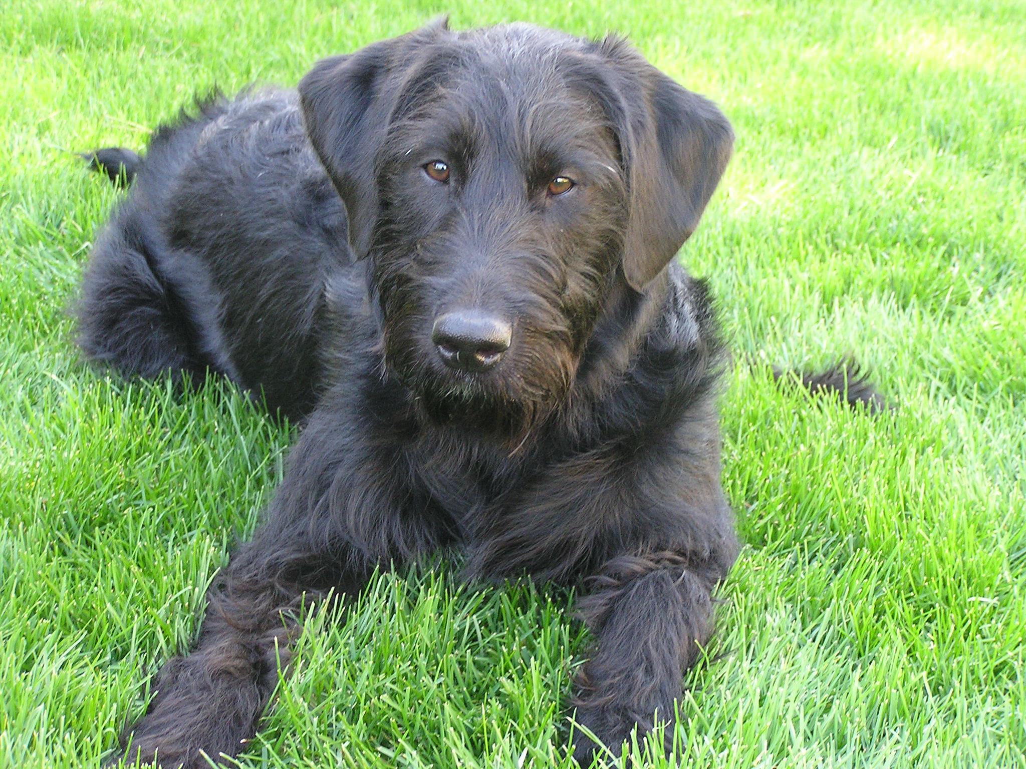 Your Pet's Best Friend's Photo