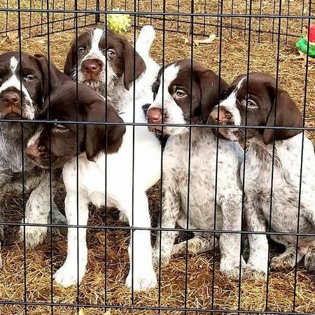 North Star Kennels's Photo