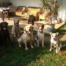 Bark Busters Home Dog Training