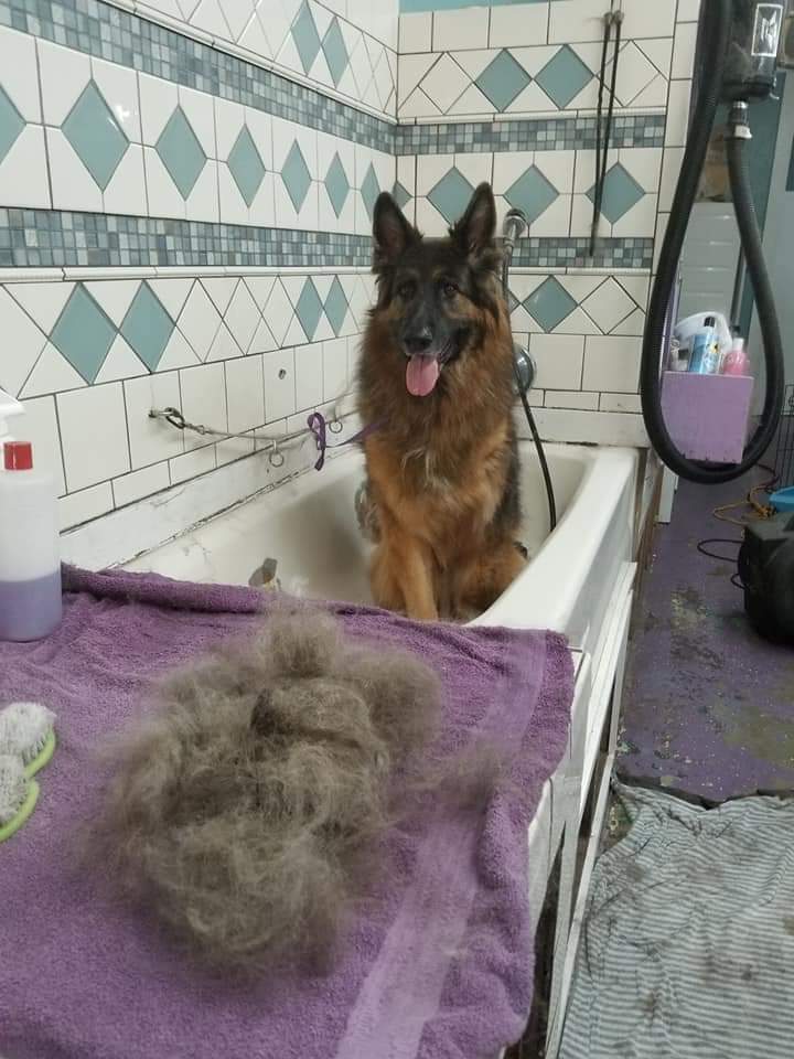 Purple Groomery's Photo