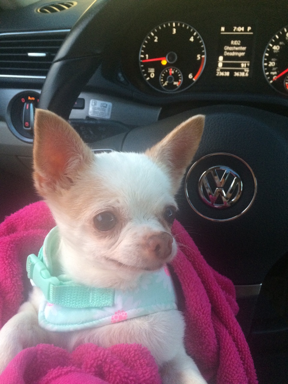 J&K Dog Services's Photo