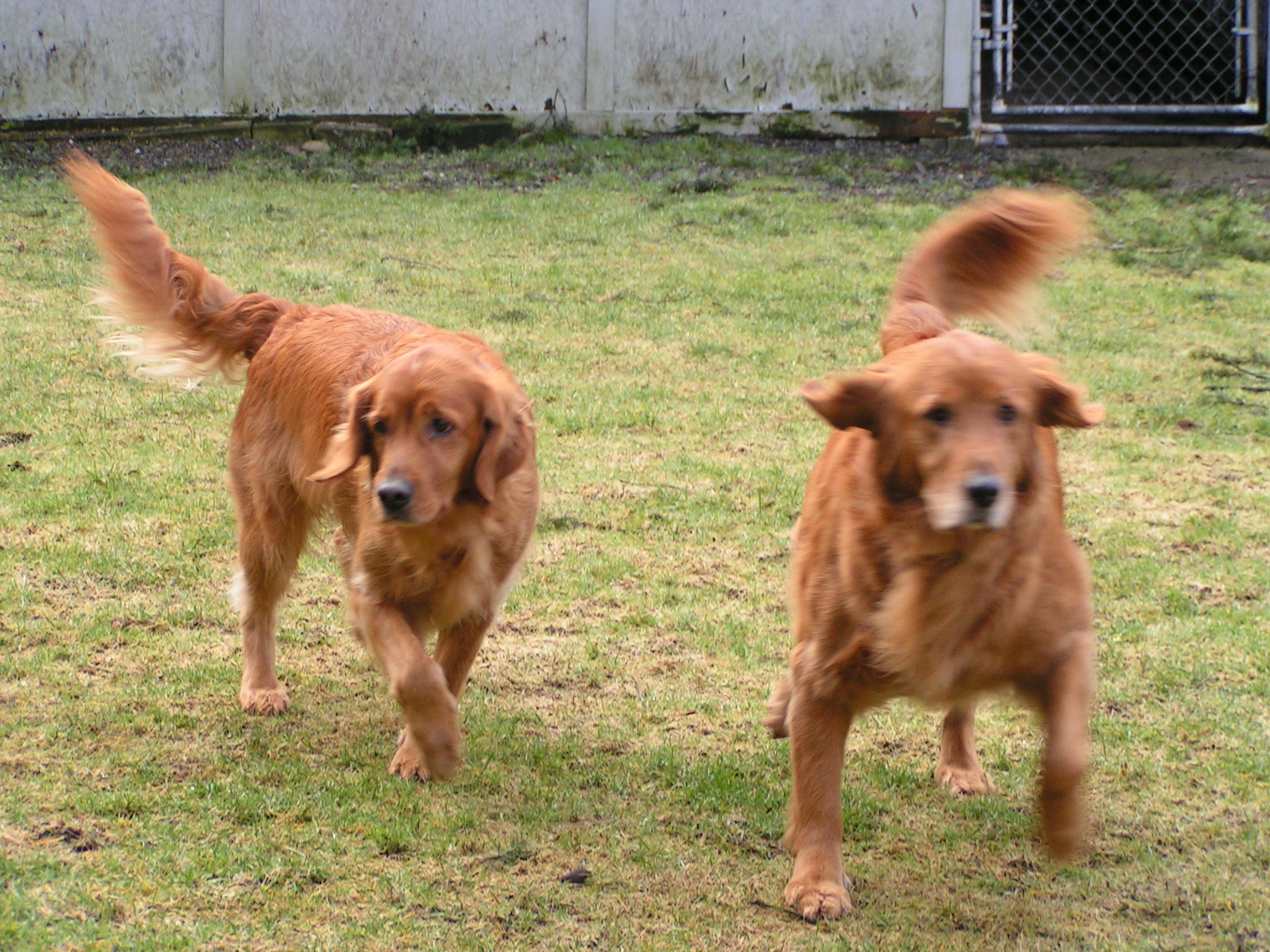 Shaggy Shack Pet Resort & Spa's Photo