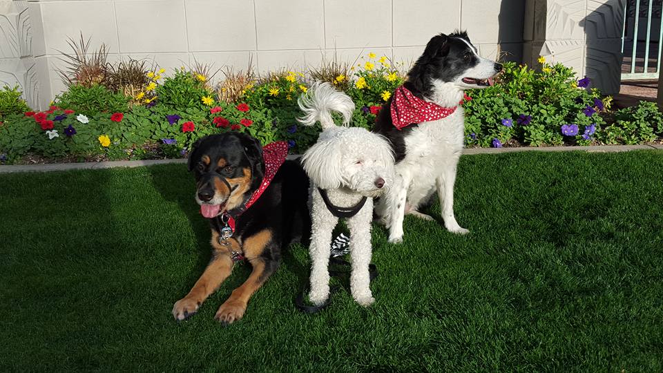 Premier Scottsdale Pet Care's Photo