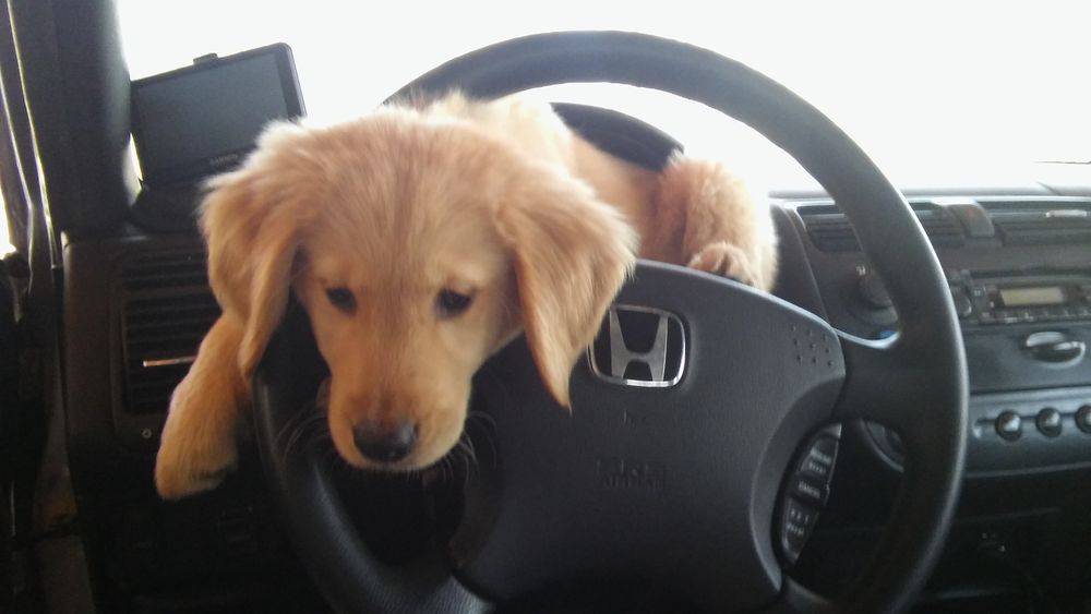 Royal Rover Pet Care's Photo