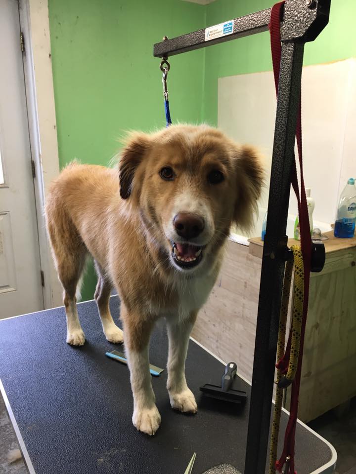 Inn The Dog House's Photo