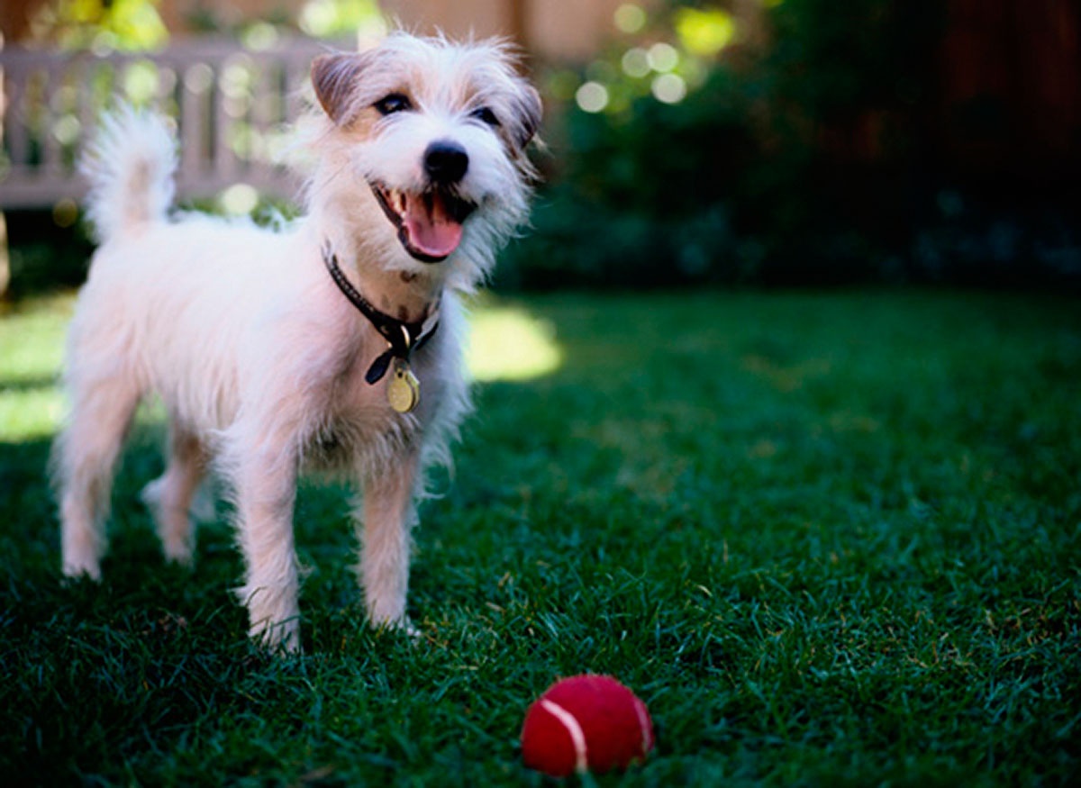 Doggie Waste Removers's Photo