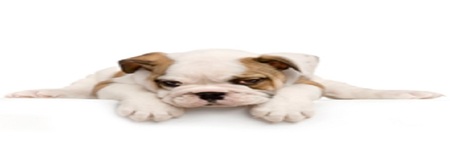 Pet Boutique IV's Photo