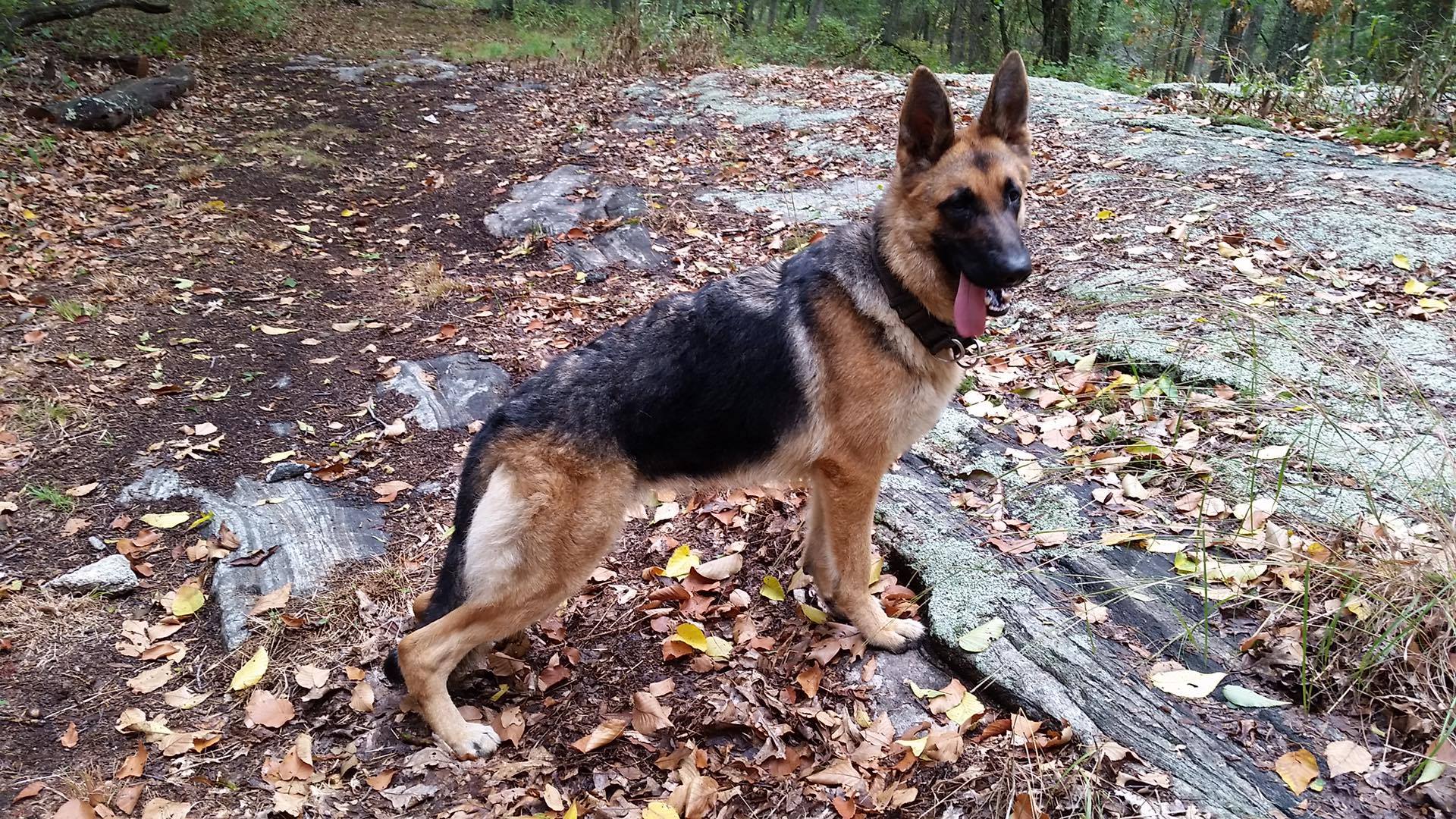 Above and Beyond Pet Care, LLC's Photo