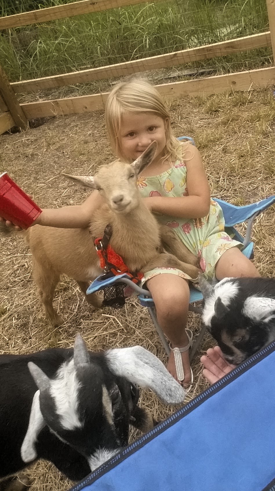 Wild Roots Farm and Preschool/Learning Center's Photo