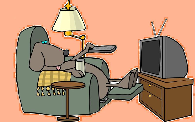 My Comfy Place Pet Sitting's Photo