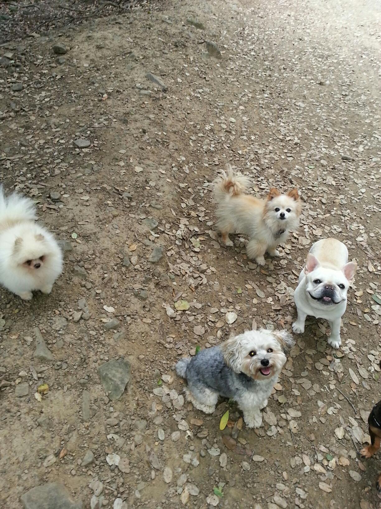 Fuzzy Paws Premier Pet Care's Photo