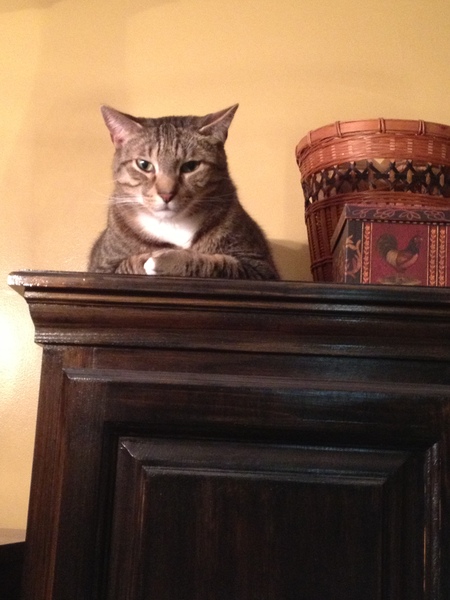 Mii Sashi Pet Sitting's Photo