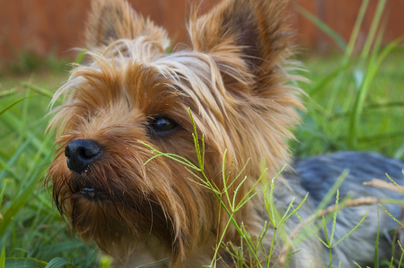Guardian Angels Pet Care of Naples, LLC's Photo