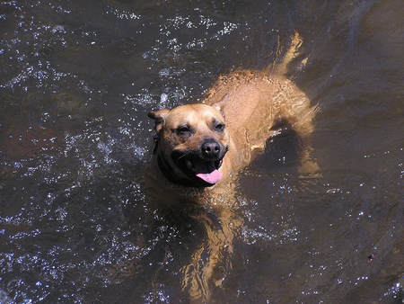 Your Pet's Best Friend's Photo
