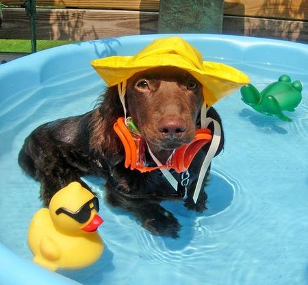 Coastal Concierge LLC dba Happy Tails's Photo