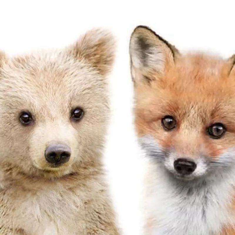 Bear & Critter Day Care Llc's Photo