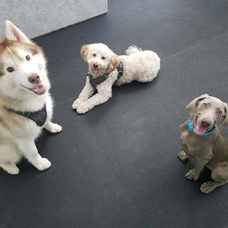 Woof shop and fur