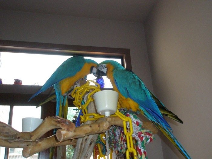 Squawk and Howl's Photo