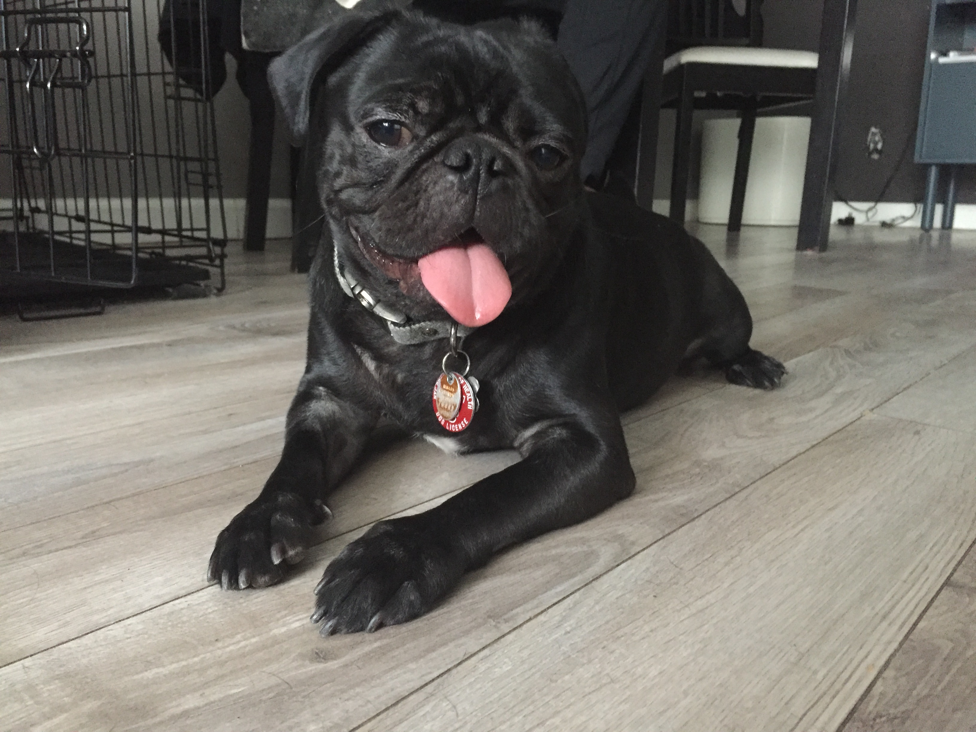 Pet Services by Jamie & Amber's Photo