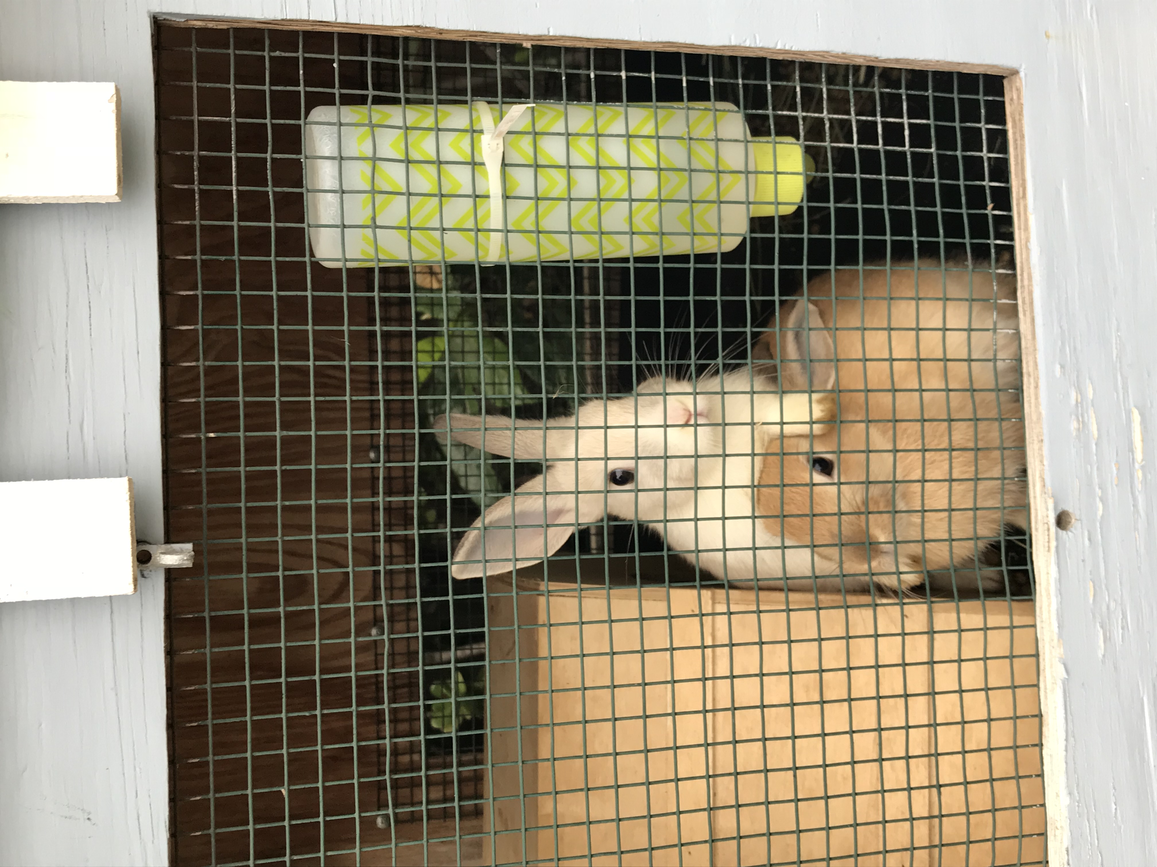 Little Gurus House's Photo