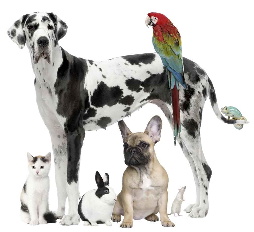 Hunnys Professional Pet Sitting's Photo