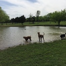 DogBoy's Dog Ranch