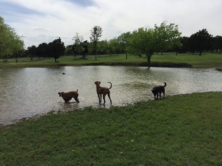 DogBoy's Dog Ranch