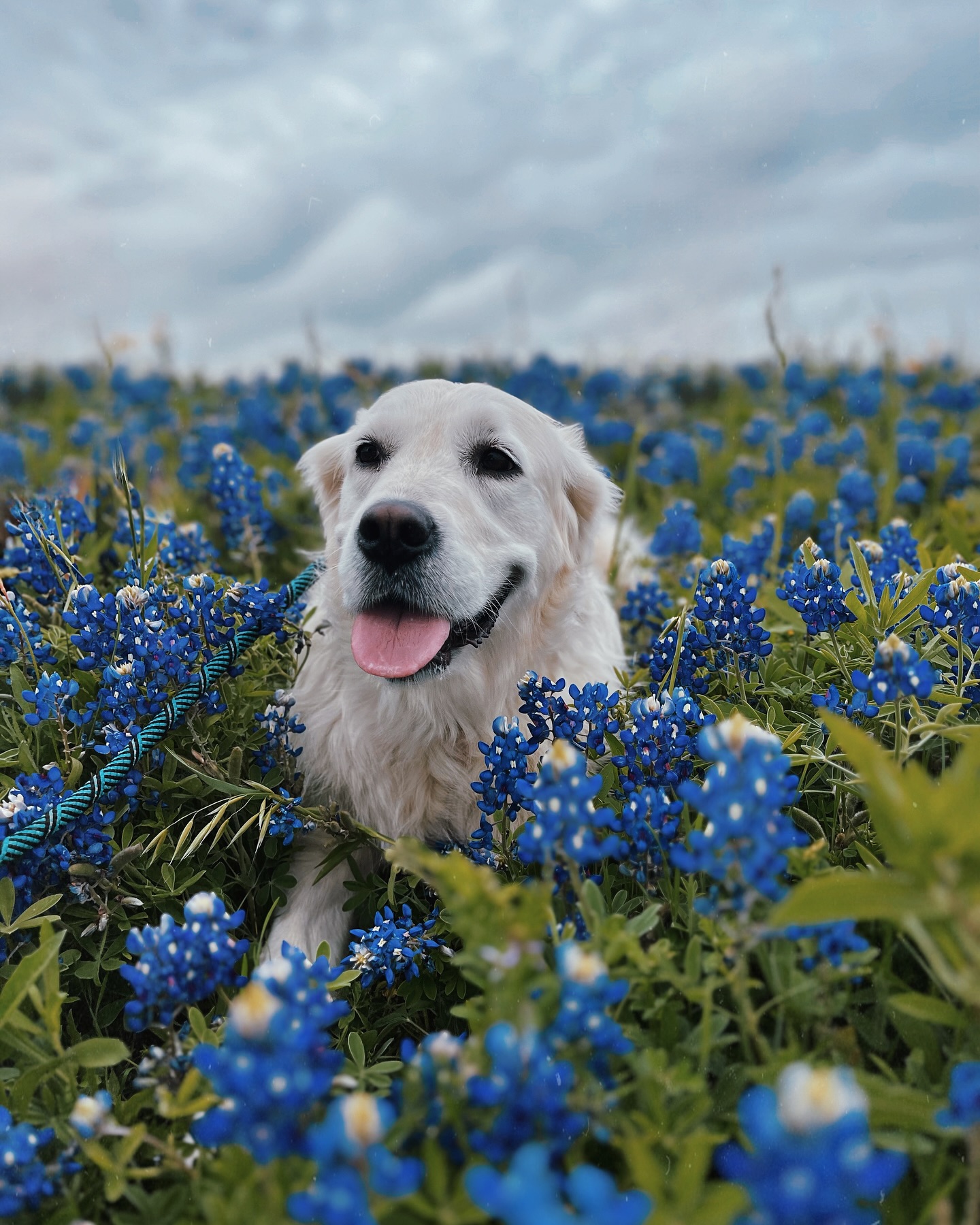 Ken Walks Dogs's Photo