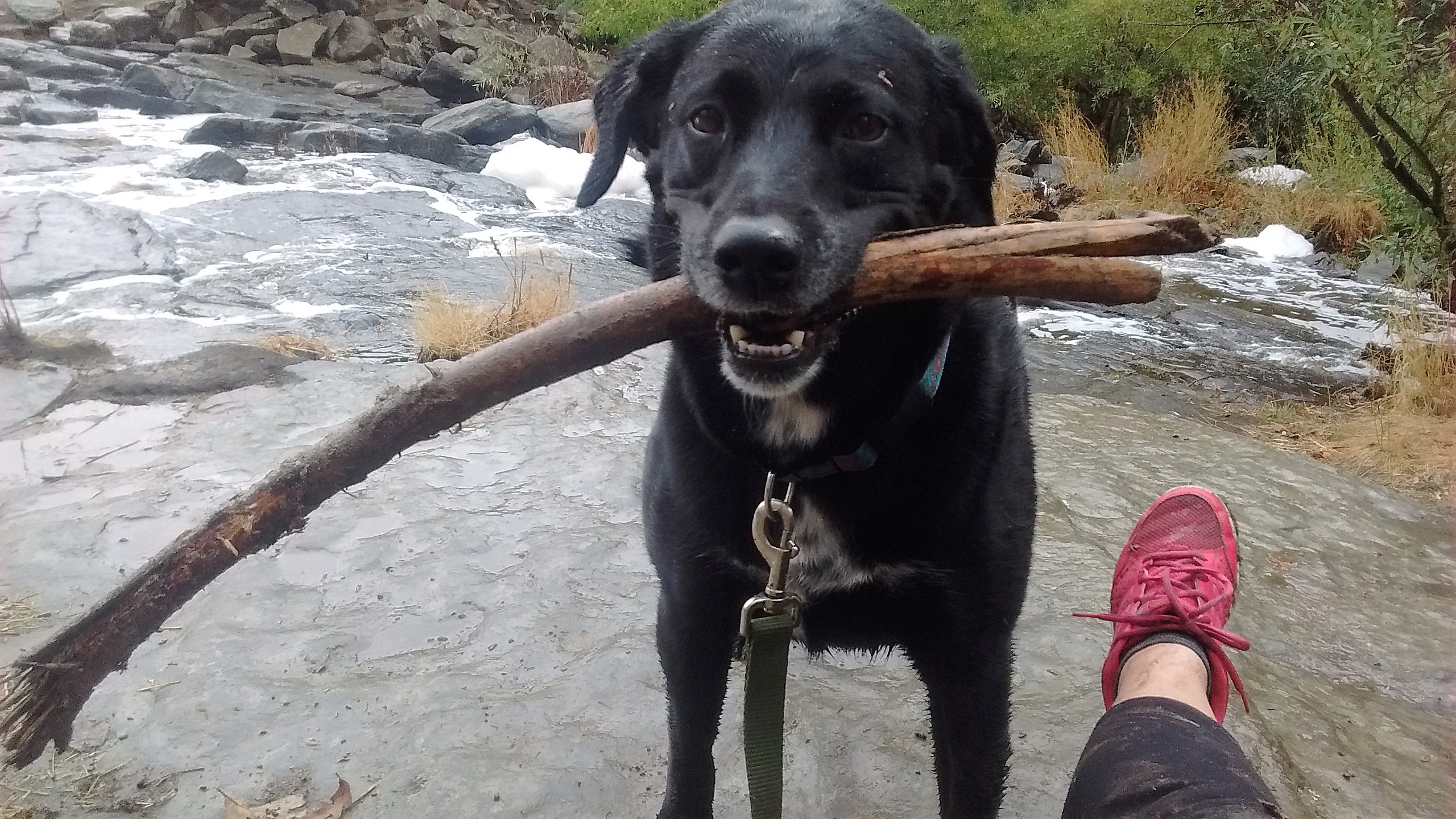 Sonoma County Playful Pets's Photo