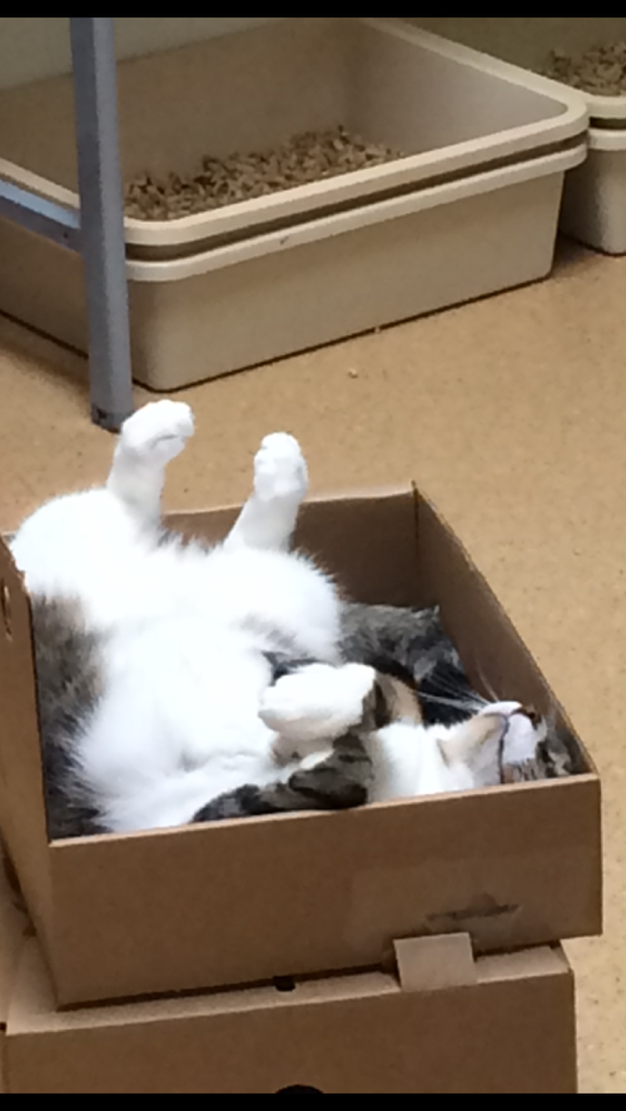 Puuuurfect Pet Nanny, Inc's Photo