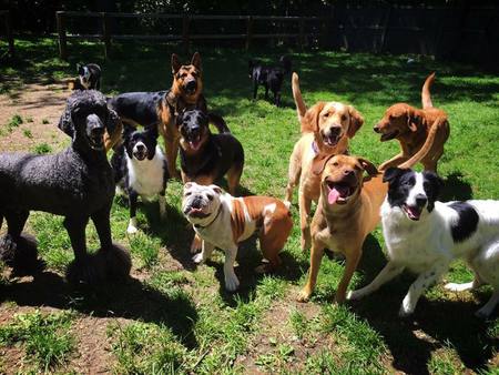 Fortibus Doggie Retreat's Photo