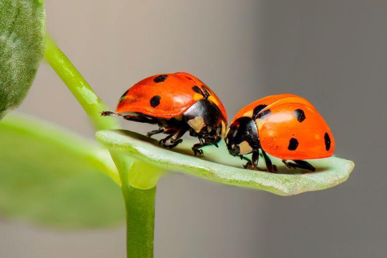 Little Ladybugs Day Care Logo