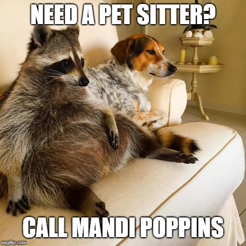 Mandi Poppins Pet Care's Photo