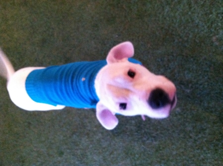 Canyon Crest Doggy Daycare and Boarding